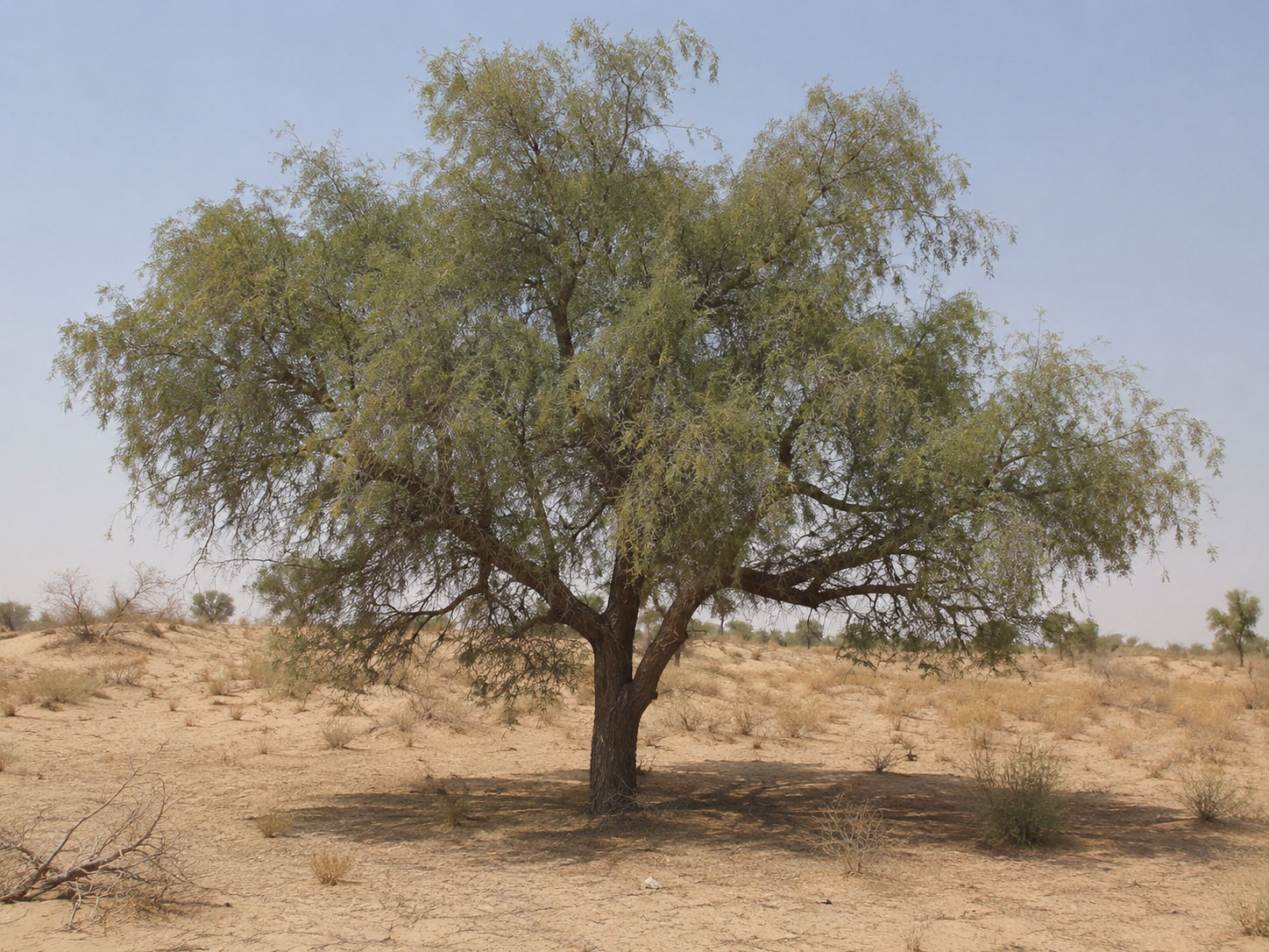 کهور - معرفی و راهنمای پرورش و نگهداری درختان زینتی